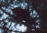 Another picture of the coon